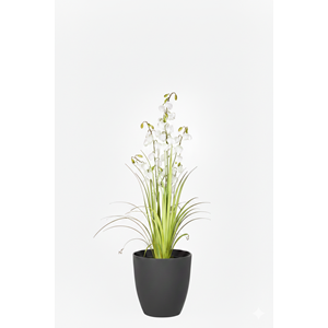 120 CM LANTERN FLOWER GRASS