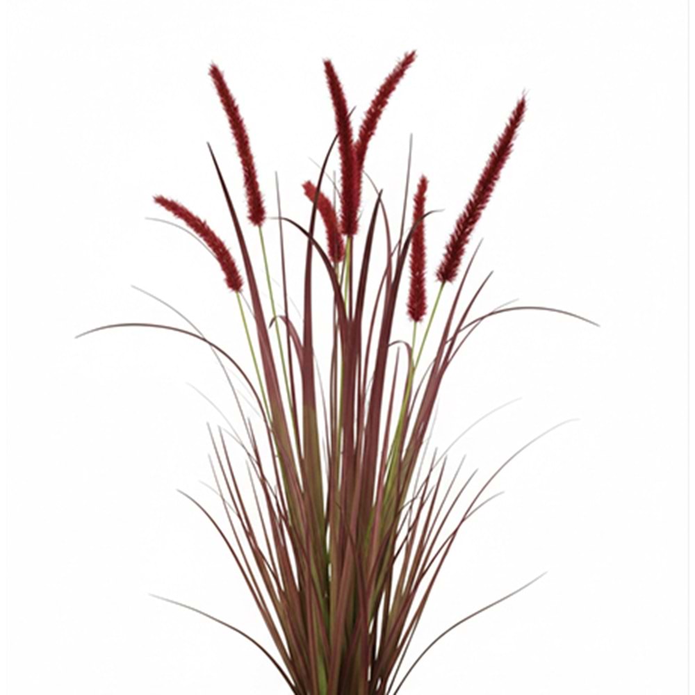 88 CM DOGTAIL GRASS BUSH BORDO
