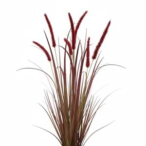 88 CM DOGTAIL GRASS BUSH BORDO