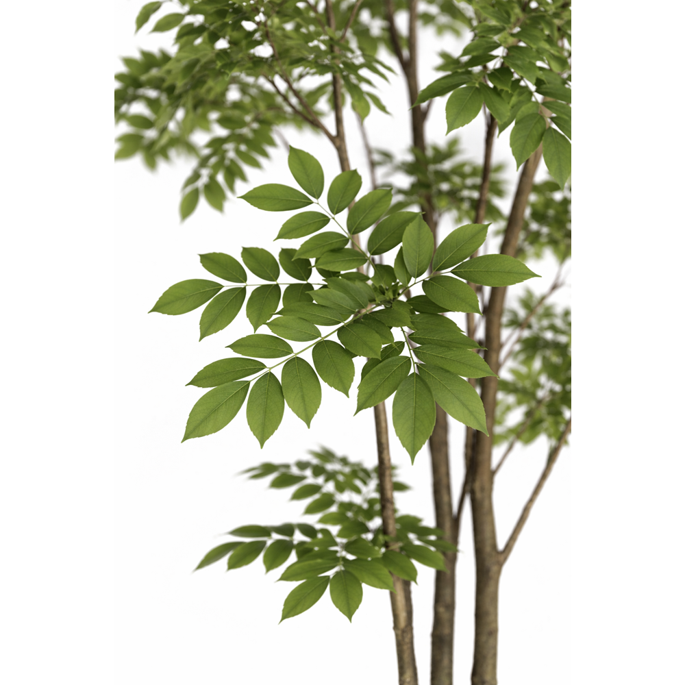 250 CM LACGUER