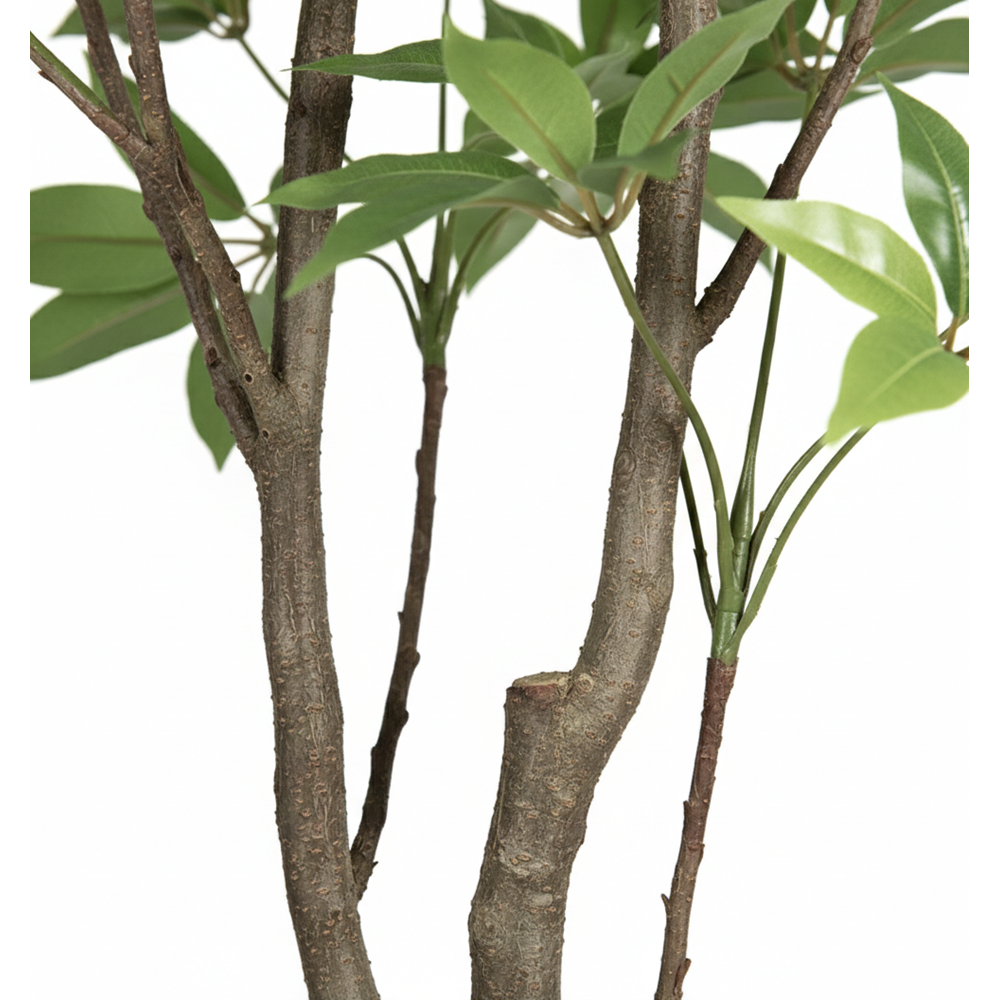 250 CM MACROPHYLLA