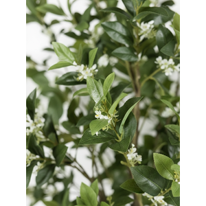 210 CM OSMANTHUS