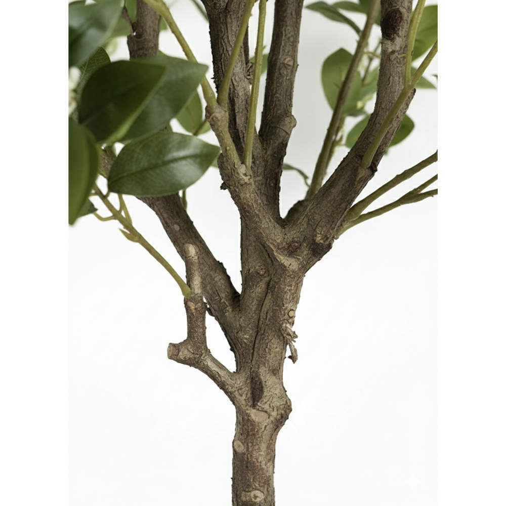 210 CM OSMANTHUS