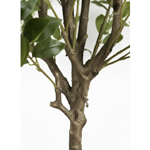 210 CM OSMANTHUS