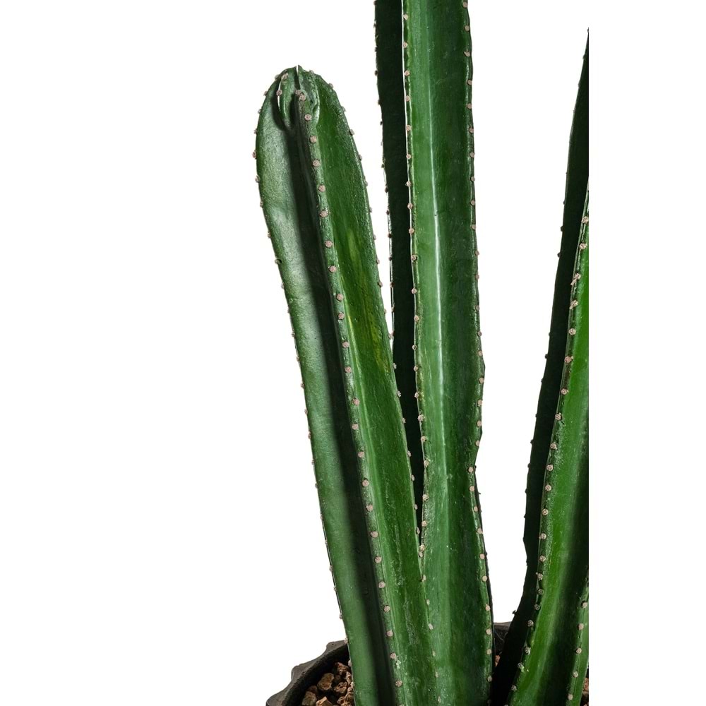 105 CM KAKTÜS
