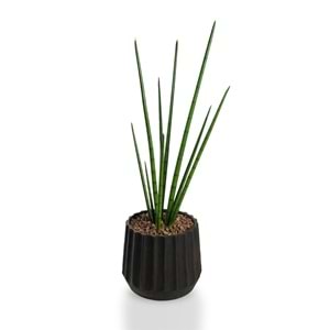 105 CM SNAKE GRASS