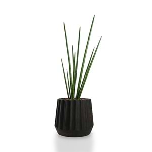 105 CM SNAKE GRASS