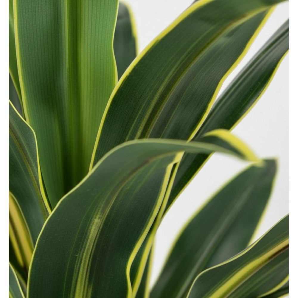 100 CM YUCCA