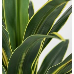 100 CM YUCCA