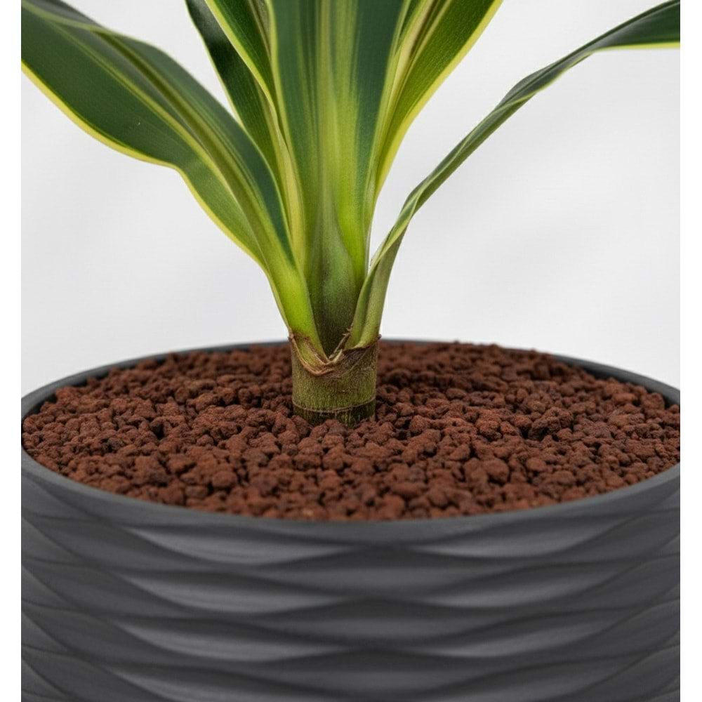 100 CM YUCCA
