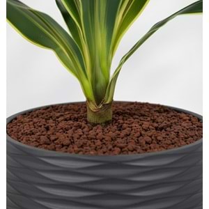100 CM YUCCA