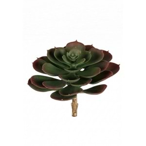 ÇİÇEK SUCCULENT