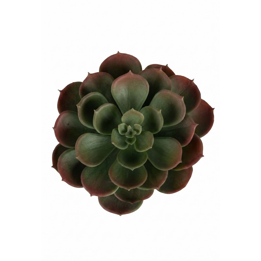 ÇİÇEK SUCCULENT