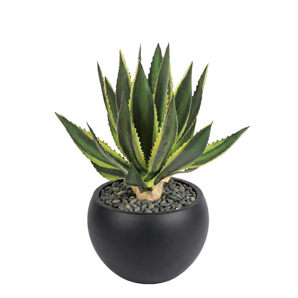 MINI AGAVE