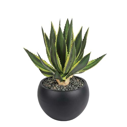 MINI AGAVE