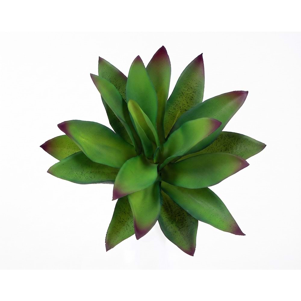 MİNİ SUCCULENT