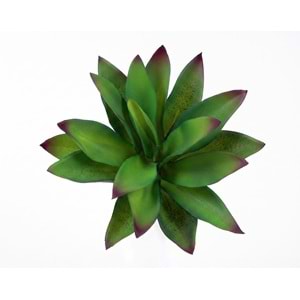 MİNİ SUCCULENT