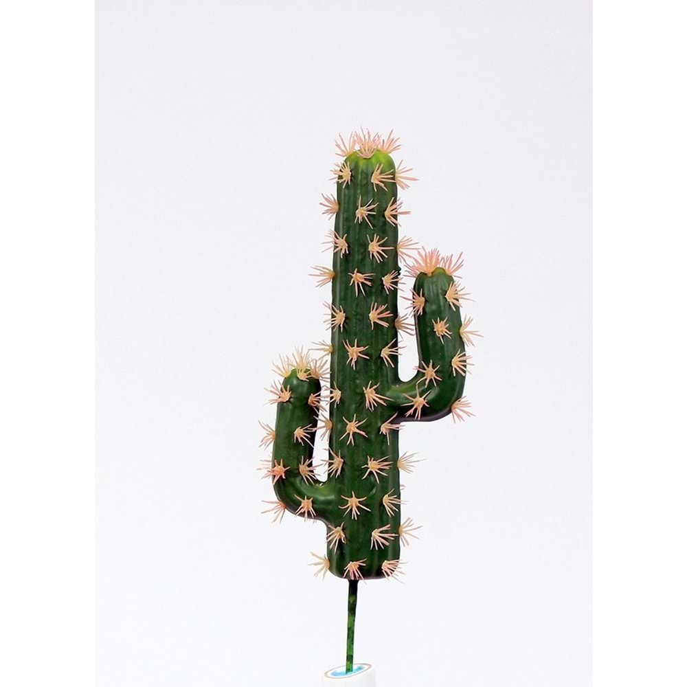 MİNİ MEXICO KAKTÜS