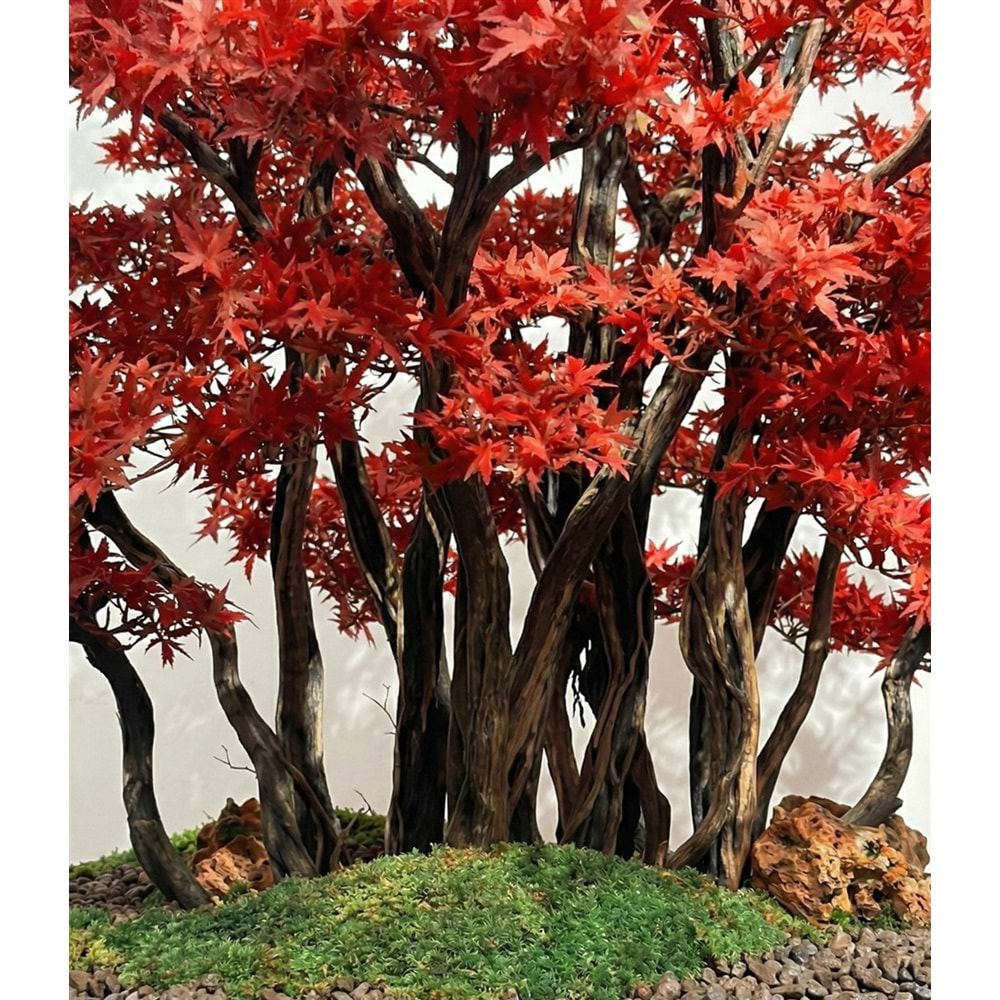 130 CM SAKSILI ÇOK GÖVDELİ KIRMIZI BONSAI