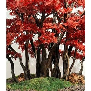 130 CM SAKSILI ÇOK GÖVDELİ KIRMIZI BONSAI