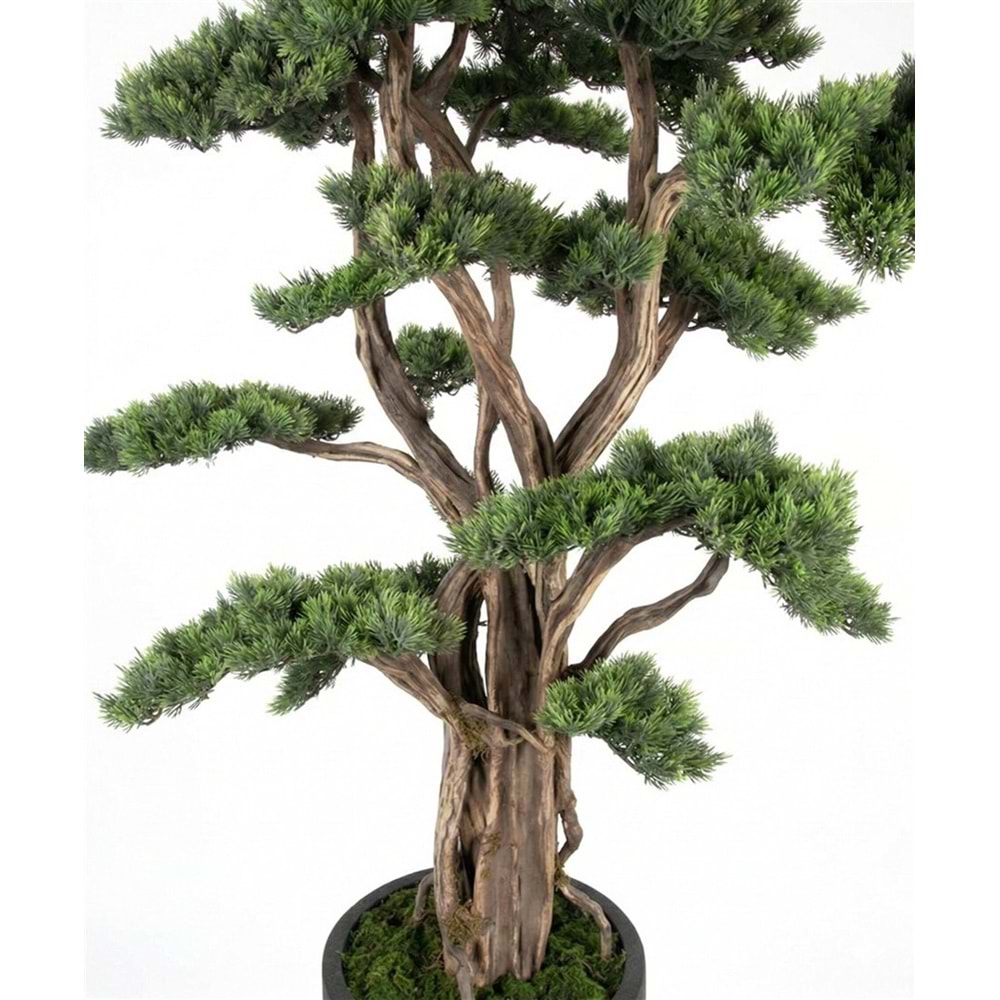 200 CM SAKSILI BONSAI