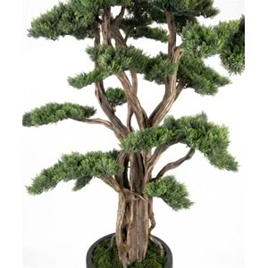 200 CM SAKSILI BONSAI