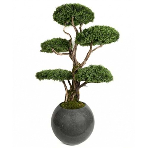 180 CM SAKSILI 5 KAFA BONSAI
