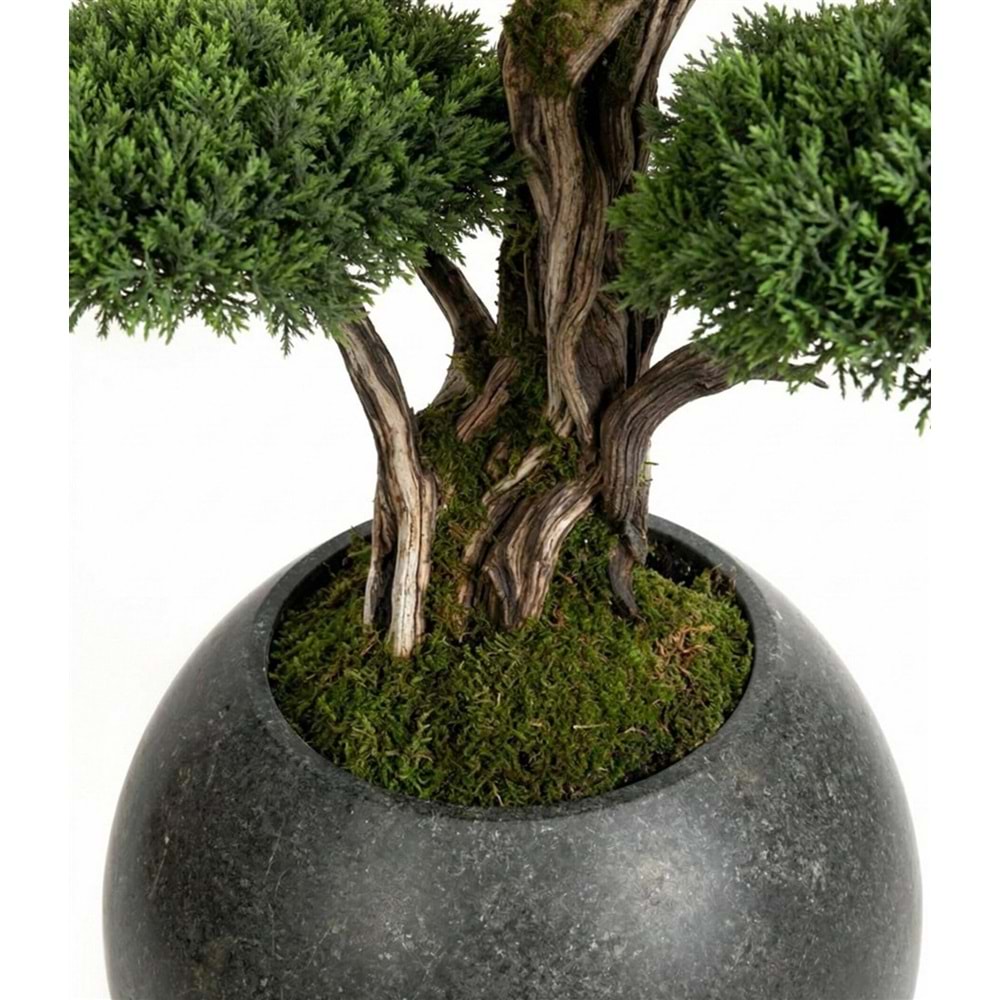 180 CM SAKSILI 5 KAFA BONSAI