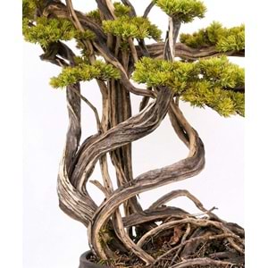 130 CM SAKSILI BONSAI