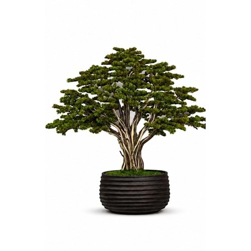BONSAI HAYAT AĞACI H:210 CM