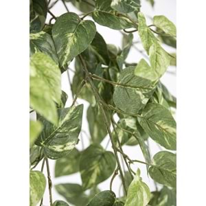 90 CM POTHOS SARMAŞIK
