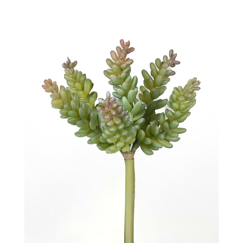 15 CM A.Y. SUCCULENT