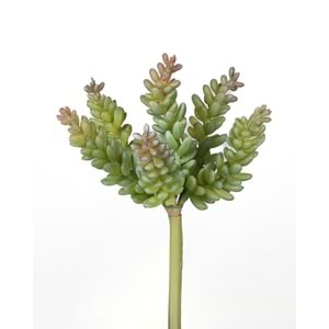 15 CM A.Y. SUCCULENT