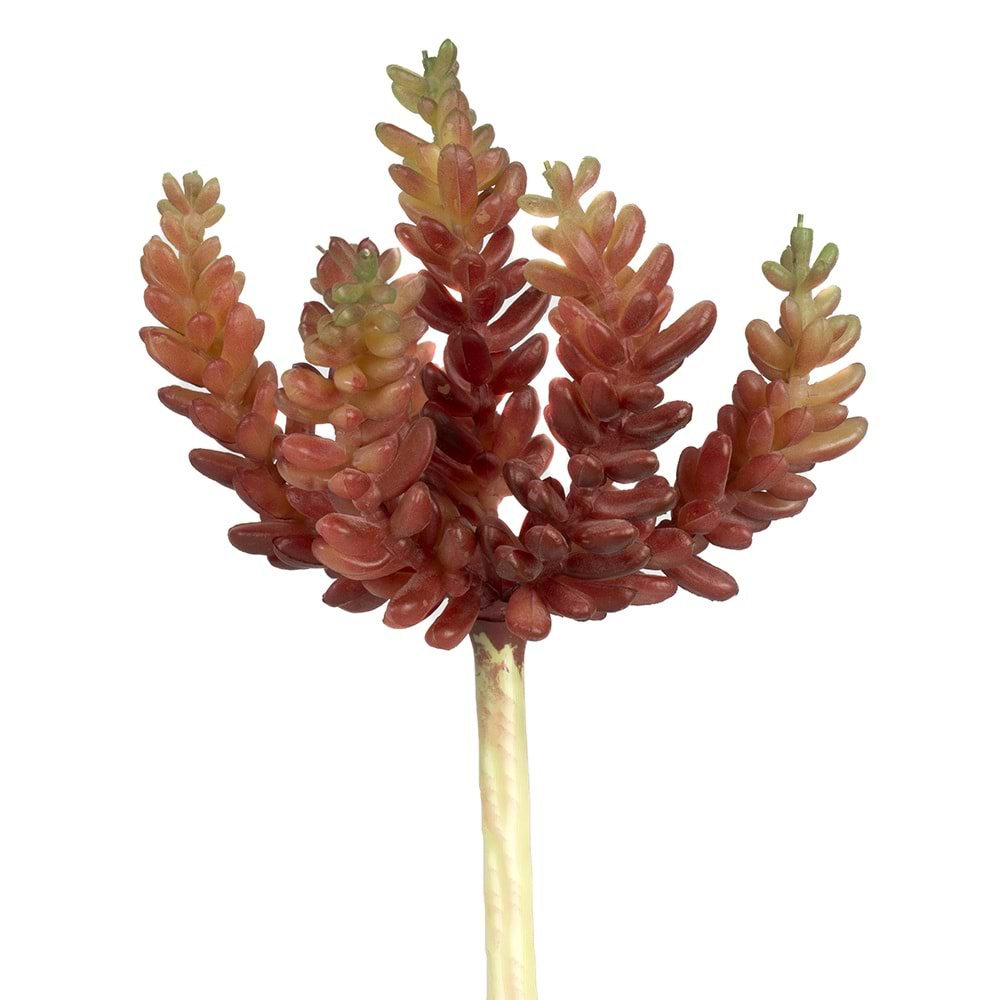 15 CM SUCCULENT TURUNCU