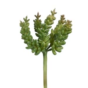 15 CM K.Y. SUCCULENT