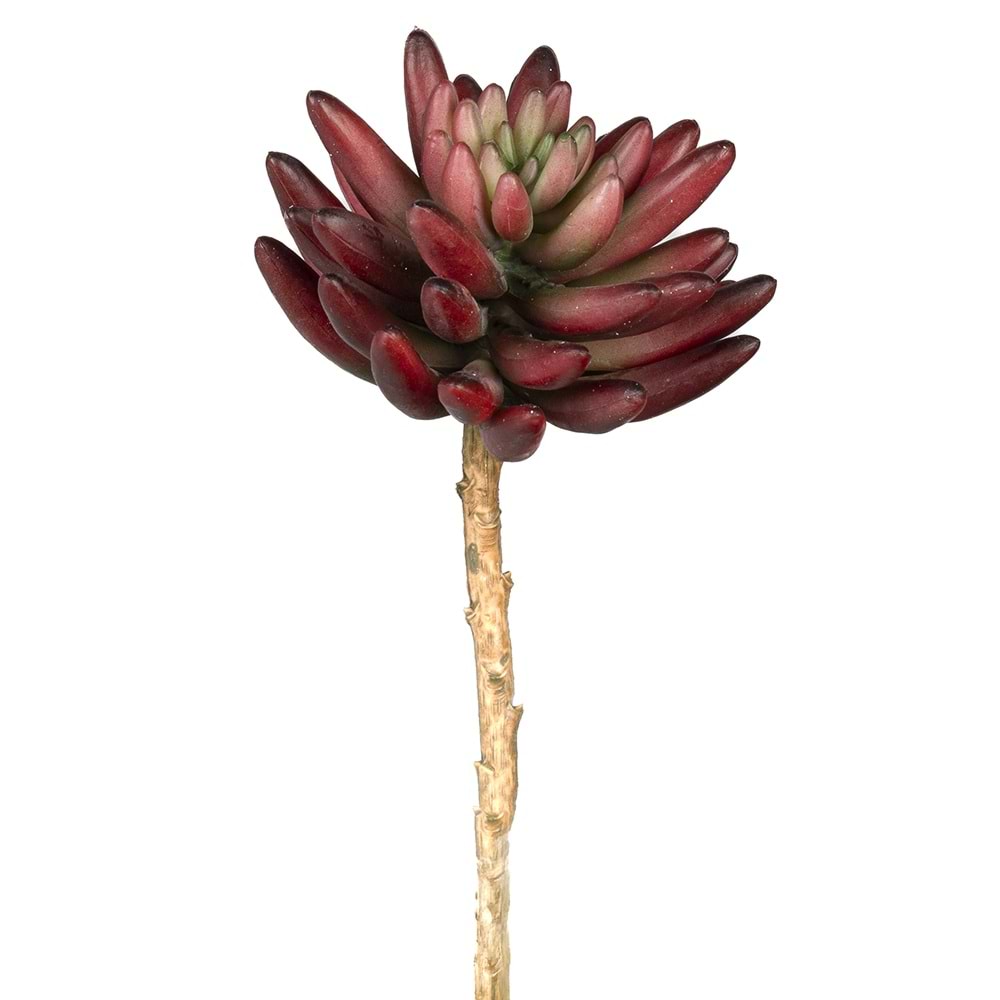 17 CM PEMBE SUCCULENT