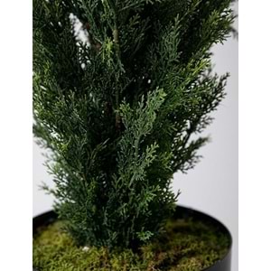UV 120 CM CEDAR TREE
