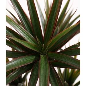 120 CM UV YUCCA