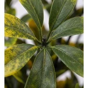 UV 52 CM PAWPAW SARI