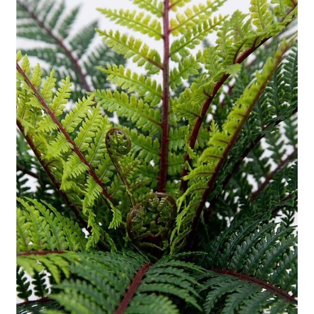 UV 44 CM LEATHER FERN BUSH