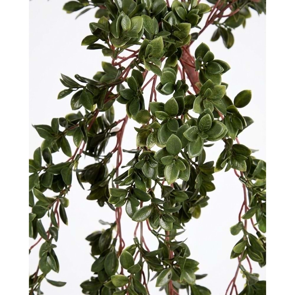 UV DAYANIMLI 88 CM NEMATANTHUS