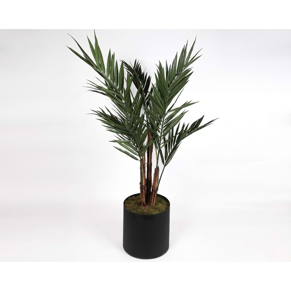 UV 213 CM KENTIA
