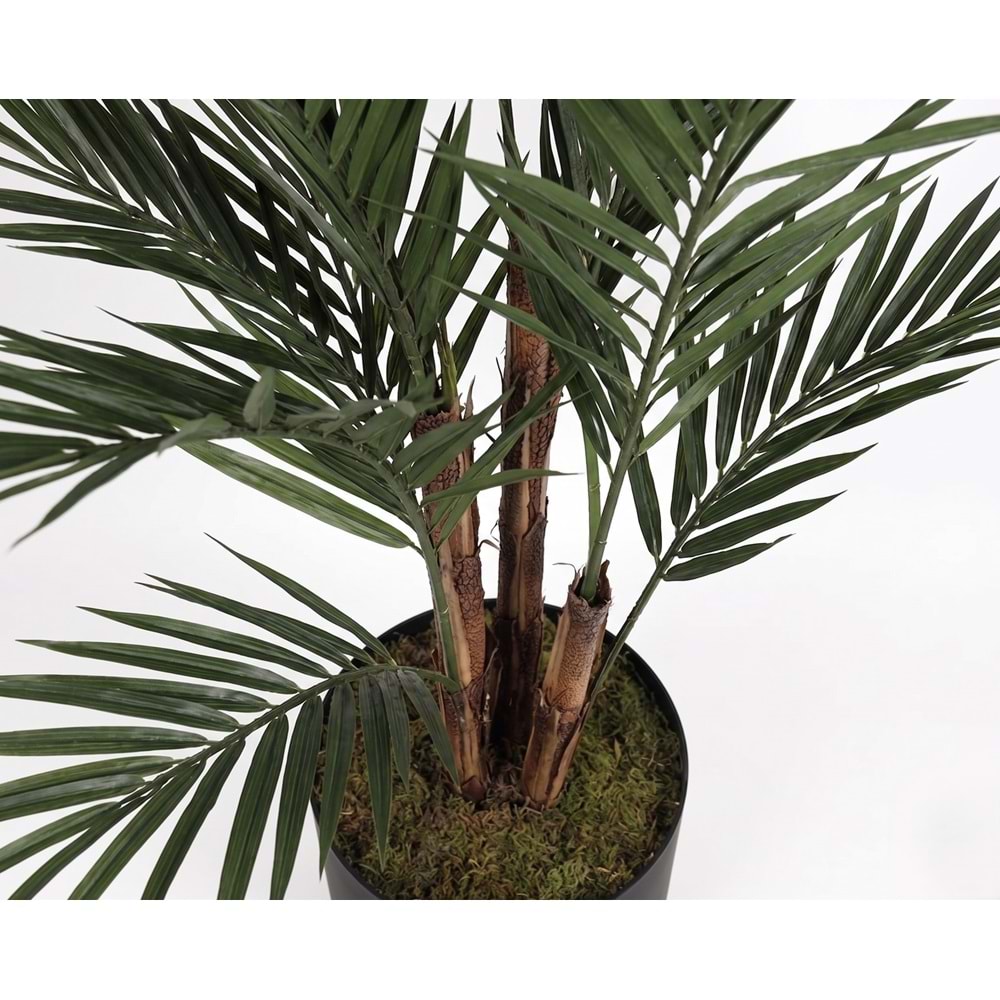 UV 213 CM KENTIA