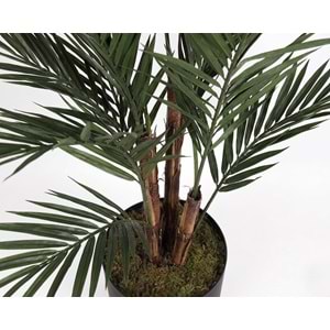 UV 213 CM KENTIA
