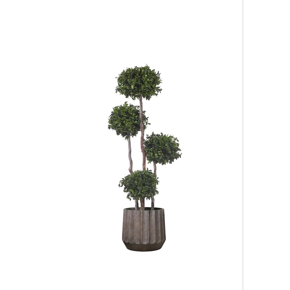 180 CM TOPIARY 4 SPHERES PITOSPORUM