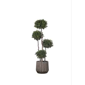 180 CM TOPIARY 4 SPHERES PITOSPORUM