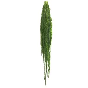 40-70 CM AMARANTHUS LEMON GREEN