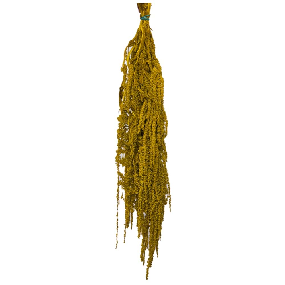 40-70 CM AMARANTHUS GOLD DİJON