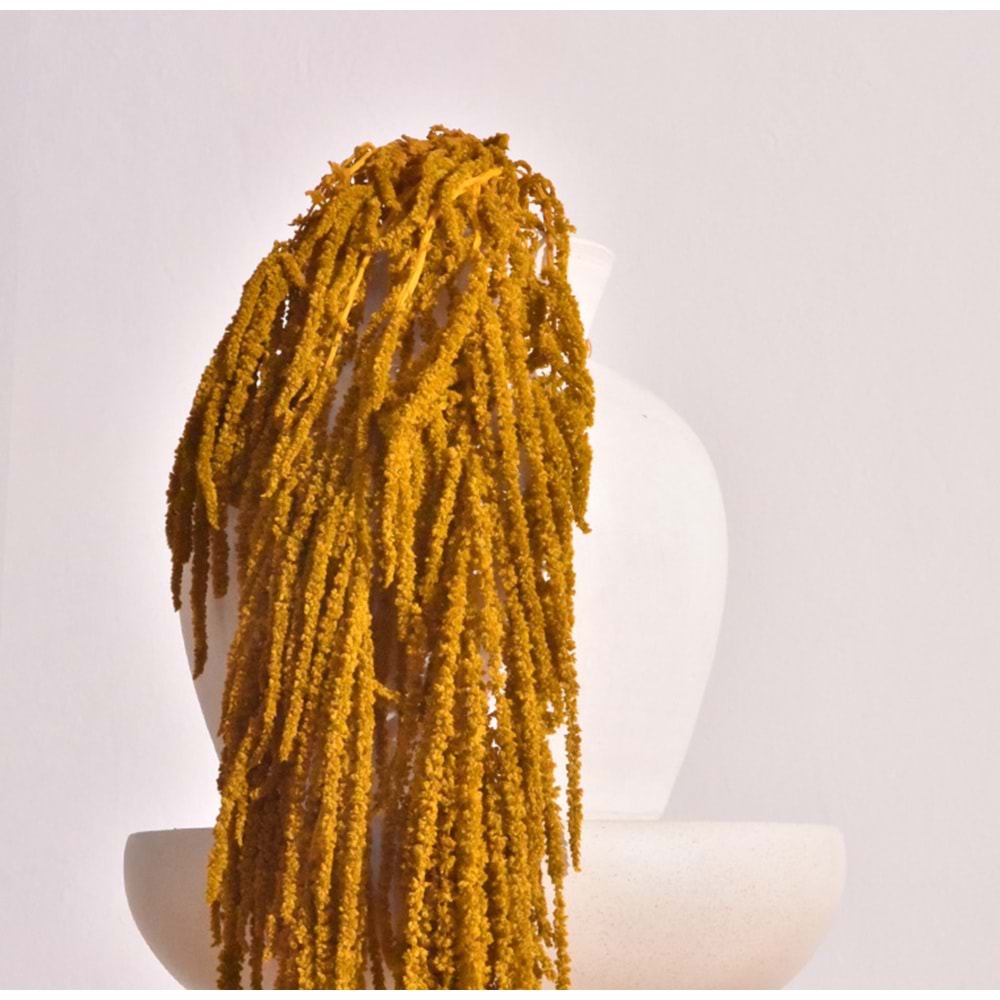 40-70 CM AMARANTHUS GOLD DİJON