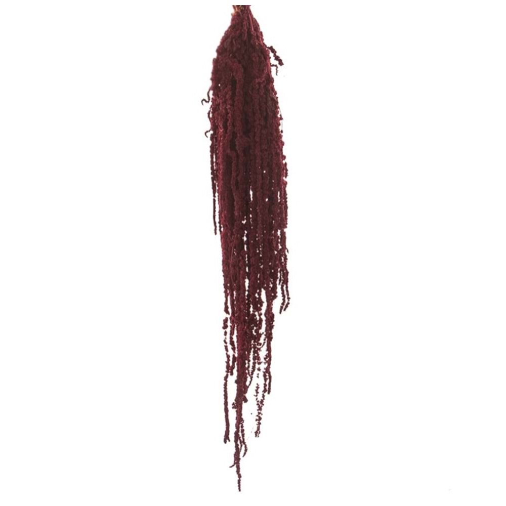 40-70 CM AMARANTHUS BURGUNDY